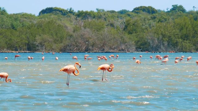 Large flock of stunning pink flamingoes feeding and bathing in a salt pan in Curacao, Caribbean
