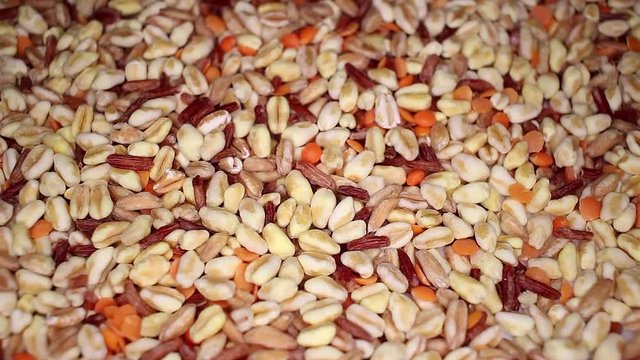 Durum wheat spelled spelt red rice lentils food closeup texture pattern. Seamless looping video footage