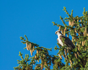Osprey in Spruce Tree