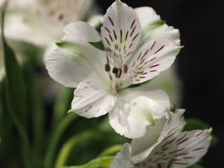 white flower on black background