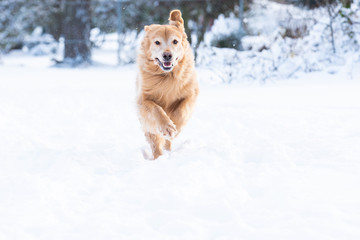 An active golden retriever dog runs fast outside in the winter snow