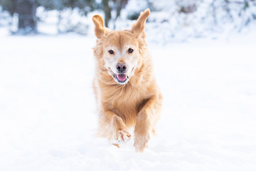 An active golden retriever dog runs fast outside in the winter snow