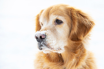 Golden retriever dog outside with ice and snow on his face