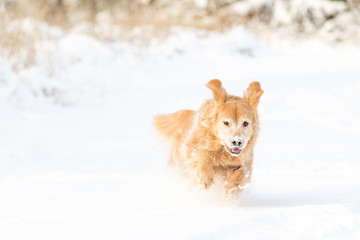 Happy golden retriever dog running and playing in the snow during winter