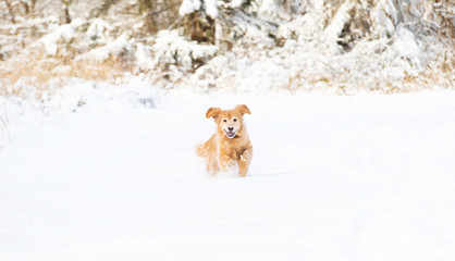 Happy golden retriever dog running and playing in the snow during winter