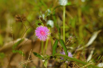 flower in a field