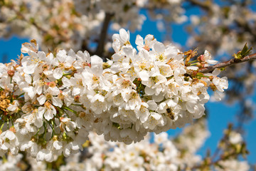 Bumblebee pollinating on cherry flowers blossoms in spring. Bee flying on Prunus avium