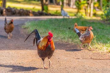 Chickens and roosters in field