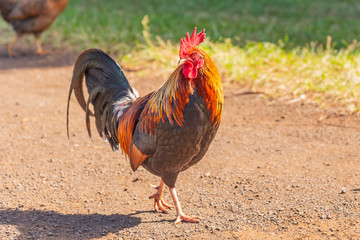 Chickens and roosters in field