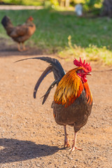 Chickens and roosters in field