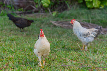 Chickens and roosters in field