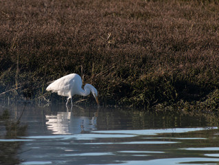 Egret fishing in the wetlands around San Francisco Bay