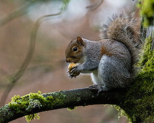 Naklejka na ściany i meble squirrel eats nut