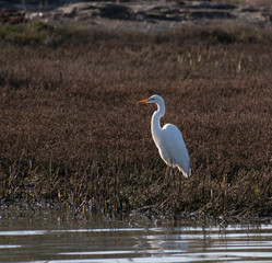 Egret standing in the wetlands around San Francisco Bay