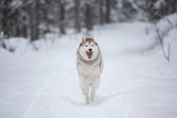 Happy and cute siberian husky dog with tonque hanging out running on the snow in the winter forest