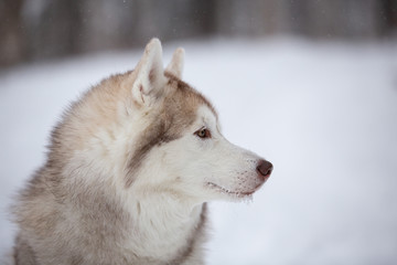 Adorable, happy and free beige dog breed siberian husky sitting on the snow in the fairy winter forest