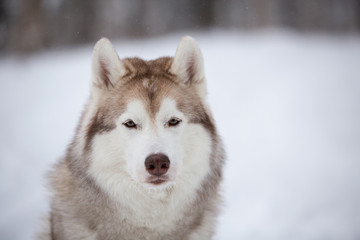 Beautiful, happy and free beige dog breed siberian husky sitting on the snow in the fairy winter forest © Anastasiia