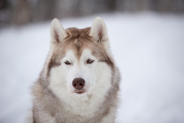 Lovely, happy and free beige dog breed siberian husky sitting on the snow in the fairy winter forest