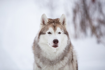 Cute, happy and free beige dog breed siberian husky sitting on the snow in the fairy winter forest