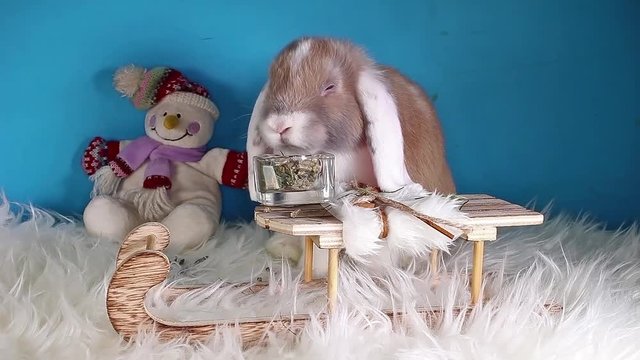 Cute winter bunny rabbit lop dwarf pet concept