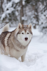 Naklejka premium Beautiful, happy and free beige dog breed siberian husky standing on the snow in the fairy winter forest
