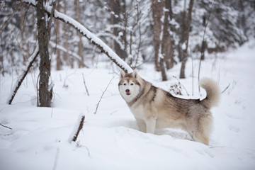 Beautiful, happy and free beige dog breed siberian husky standing on the snow in the fairy winter forest