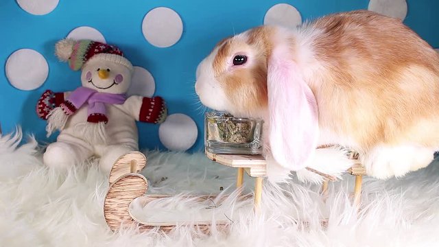 Cute winter bunny rabbit lop dwarf pet concept