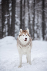 Cute and happy beige and white dog breed siberian husky sitting on the snow in the fairy forest in winter