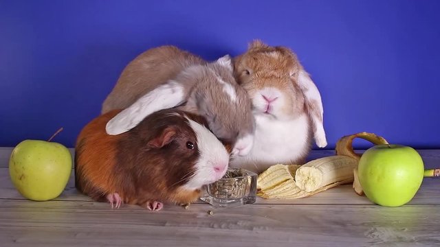 Rabbit dwarf lop bunny eating banana first time. Pet animal pets animals rabbits.