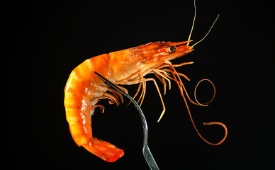 camarón