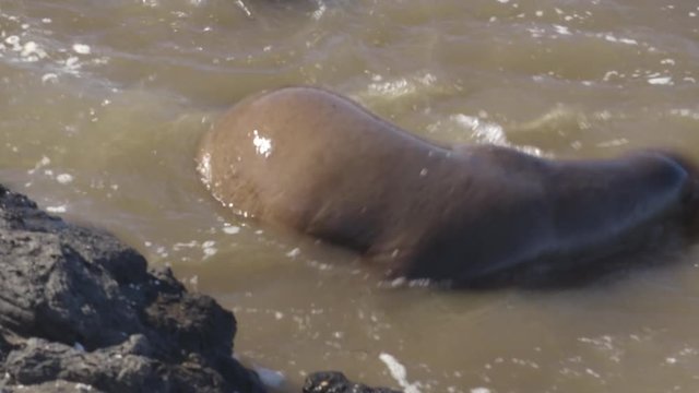 Galapagos Sea Lion cubs playful swimming in water on beach on Galapagos Islands. Animals and wildlife nature on Puerto Egas (Egas port) Santiago island, Ecuador, South America. Cute animals.