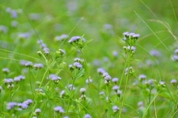 Grass flowers with soft sunlight that affect the beautiful, used as a background image