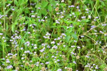 Grass flowers with soft sunlight that affect the beautiful, used as a background image