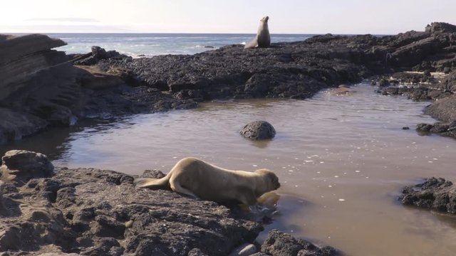 Galapagos Sea Lion cubs playful swimming in water on beach on Galapagos Islands. Animals and wildlife nature on Puerto Egas (Egas port) Santiago island, Ecuador, South America. Cute animals.