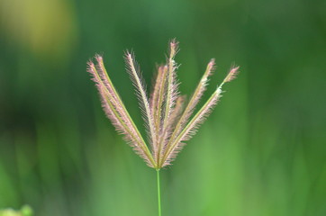 Grass flowers with soft sunlight that affect the beautiful, used as a background image