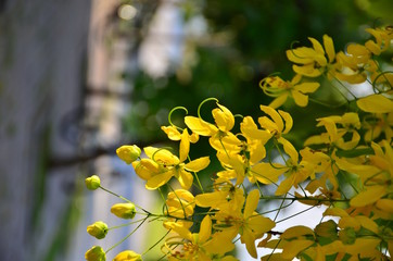 flowers with soft sunlight that affect the beautiful, used as a background image Beautiful yellow...