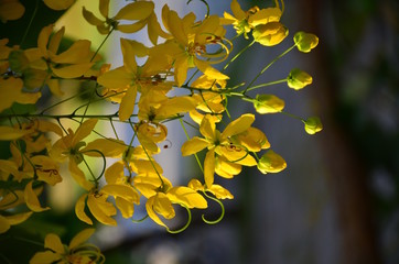flowers with soft sunlight that affect the beautiful, used as a background image Beautiful yellow...