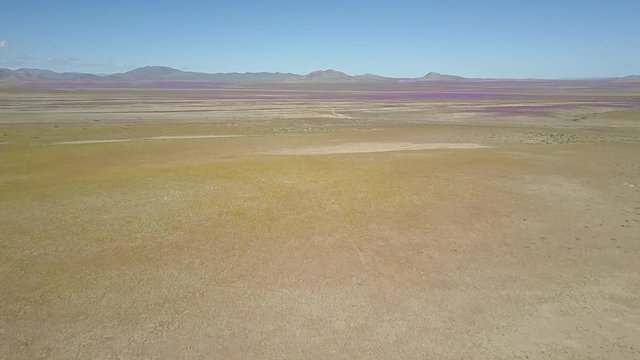 Desert Flowers, purple & yellow flower bed aerial drone footage. From time to time rain comes to Atacama Desert, when happens thousands flowers grow in the desert, amazing "Desierto Florido" Part 3/10