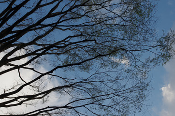 branches of tree against blue sky