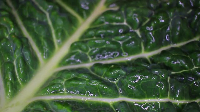 Curly Kale savoy cabbage leaf food closeup texture pattern. Seamless looping video footage