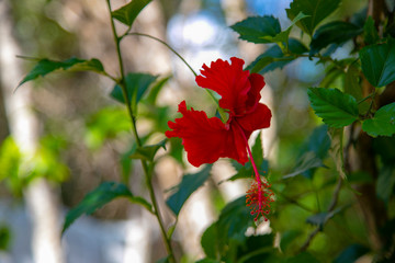 red flowers on tree