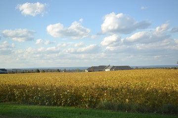 View of a cropped field at a bright sunny day with buildings on the background