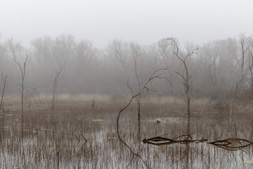 foggyswamp-2.jpg