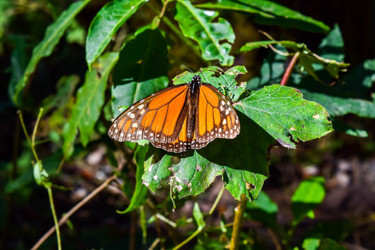 Mariposa Monarca en Michoac&aacute;n