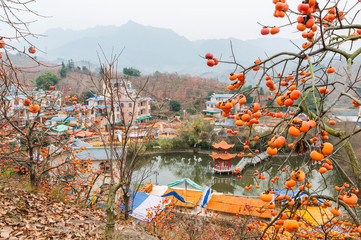The persimmon fruit trees in autumn