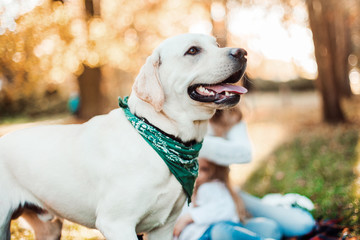 Dog labrador in the park.
