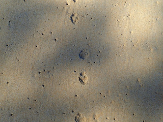Animal footprint on beach sand