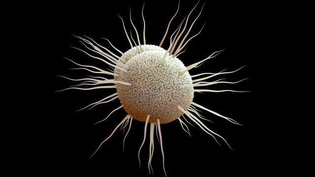  bacterium Neisseria gonorrhoeae, Gonorrhea