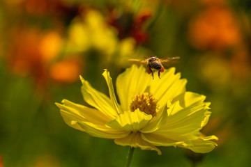 Yellow flowers are blooming