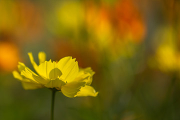 Yellow flowers are blooming